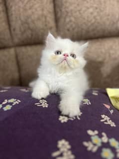 Peke Bloodline kittens