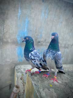 pair