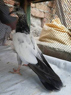teddy baby pigeon  4