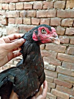Aseel Females For Sale In Faisalabad