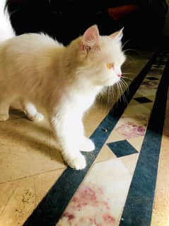 Persian cat female