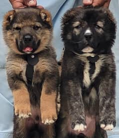 kurdish kangal puppies security dogs 2 months for sale