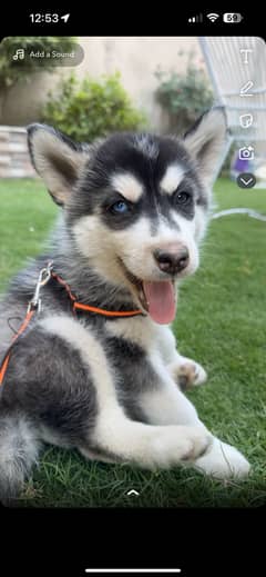Husky