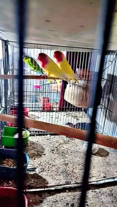 badges breeder pair  available hein  chick's ke sath