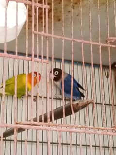 love bird breader pair