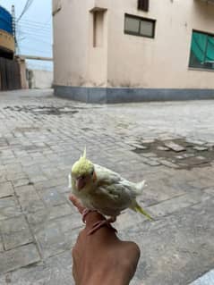 full hand tame cock tail adult male