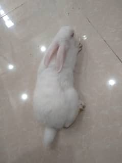 albino rabbit red eyes  pair