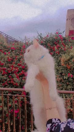 Persian Male Cat