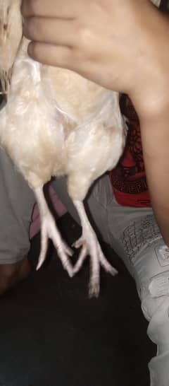 Desi