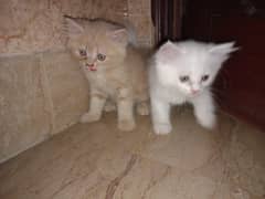 cute little Persian cat