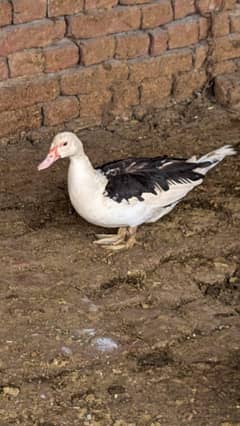 ducks