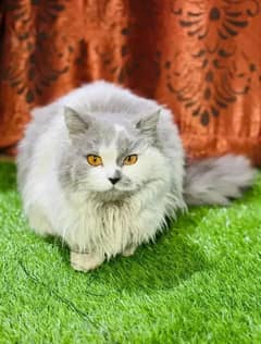 Persian