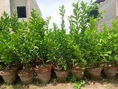 Meetha plant age 2 years price almost final (0.3. . 2.7. 8.0. 8.2. 6.3. 2)