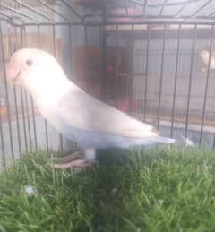 Violet Pale Fallow/Opaline Male
