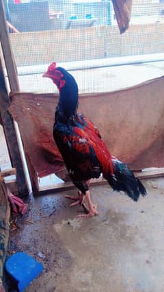 Assalam o Ali kum Aseel Murgha for sale num 03100128288 WhatsApp num
