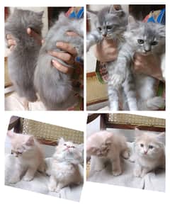 punch face triple coted kitten