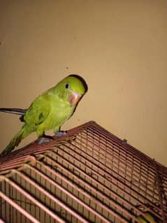 parrot