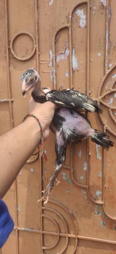 hen chicks