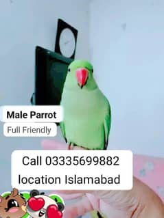 Hand Tamed Full Friendly Green Ring Neck Male Parrot