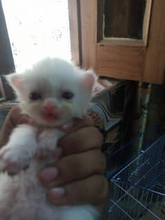 kitten for sale