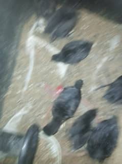 ayam