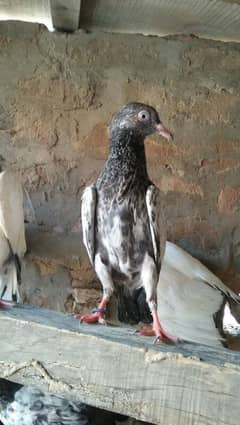 hi fly teddy baby chiks 15oo par piece watsap o316 76o8272
