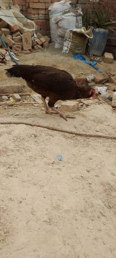 madi for sale long  hight  0/3/0/2/9/6/1/3/6/1/9 watsapp no.