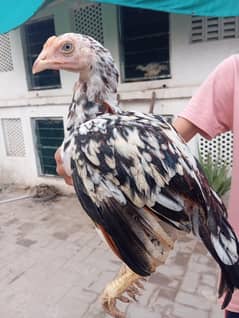 Aseel Chicks