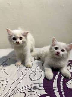 Persian kittens