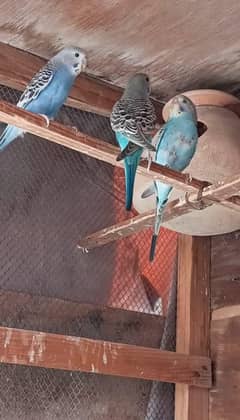 Australian Parrot
