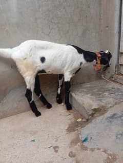 bakri for sell abluck colour
