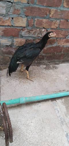aseel patha exchange with 2 desi hens
