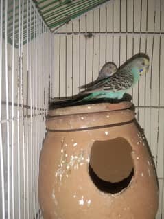 2 Pair 3 baby H budgies