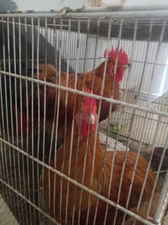 ghr