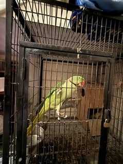 Raw parrots pair, female is laying eggs, agr around 4 years
