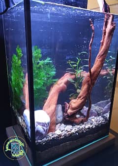 Jarrariums