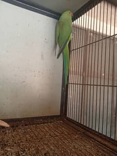 parrots female