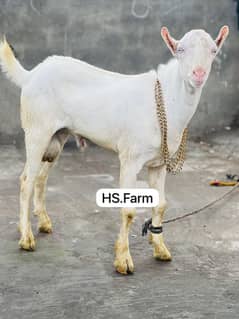 Gulabi teda breeder for sale