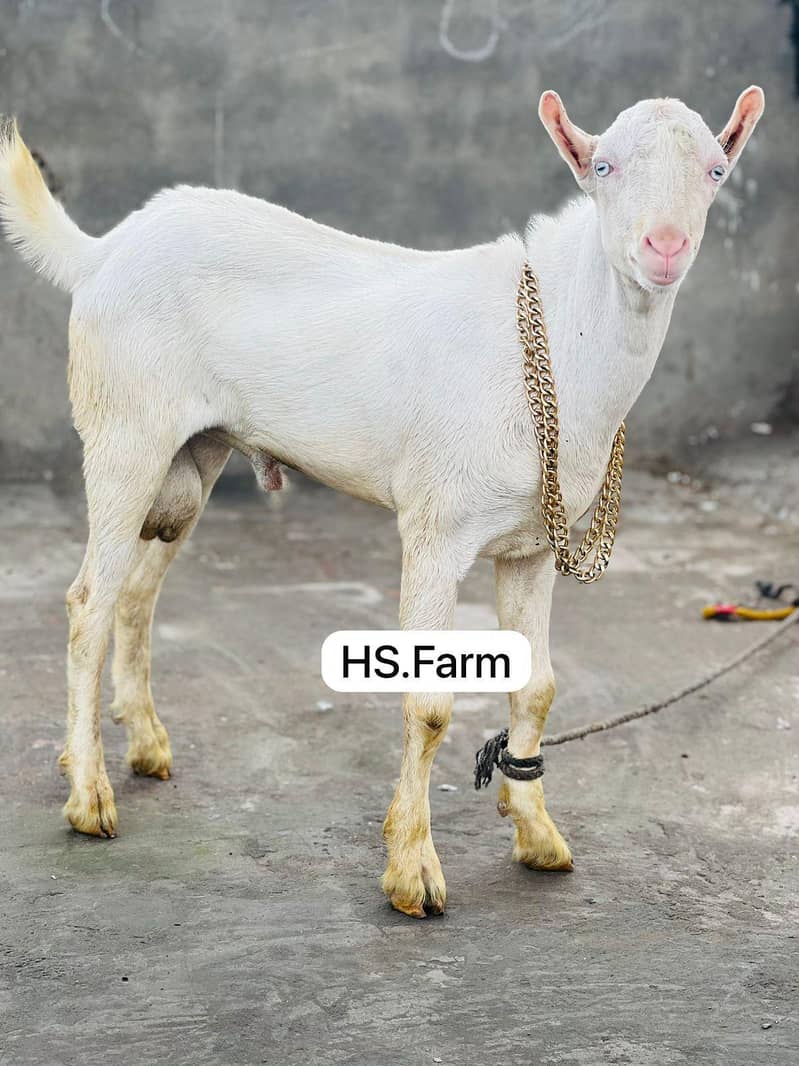 Gulabi teda breeder for sale 0