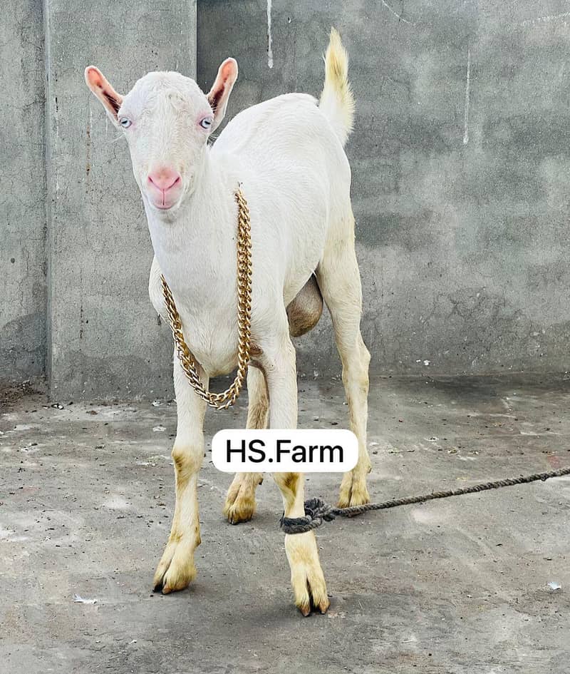 Gulabi teda breeder for sale 1