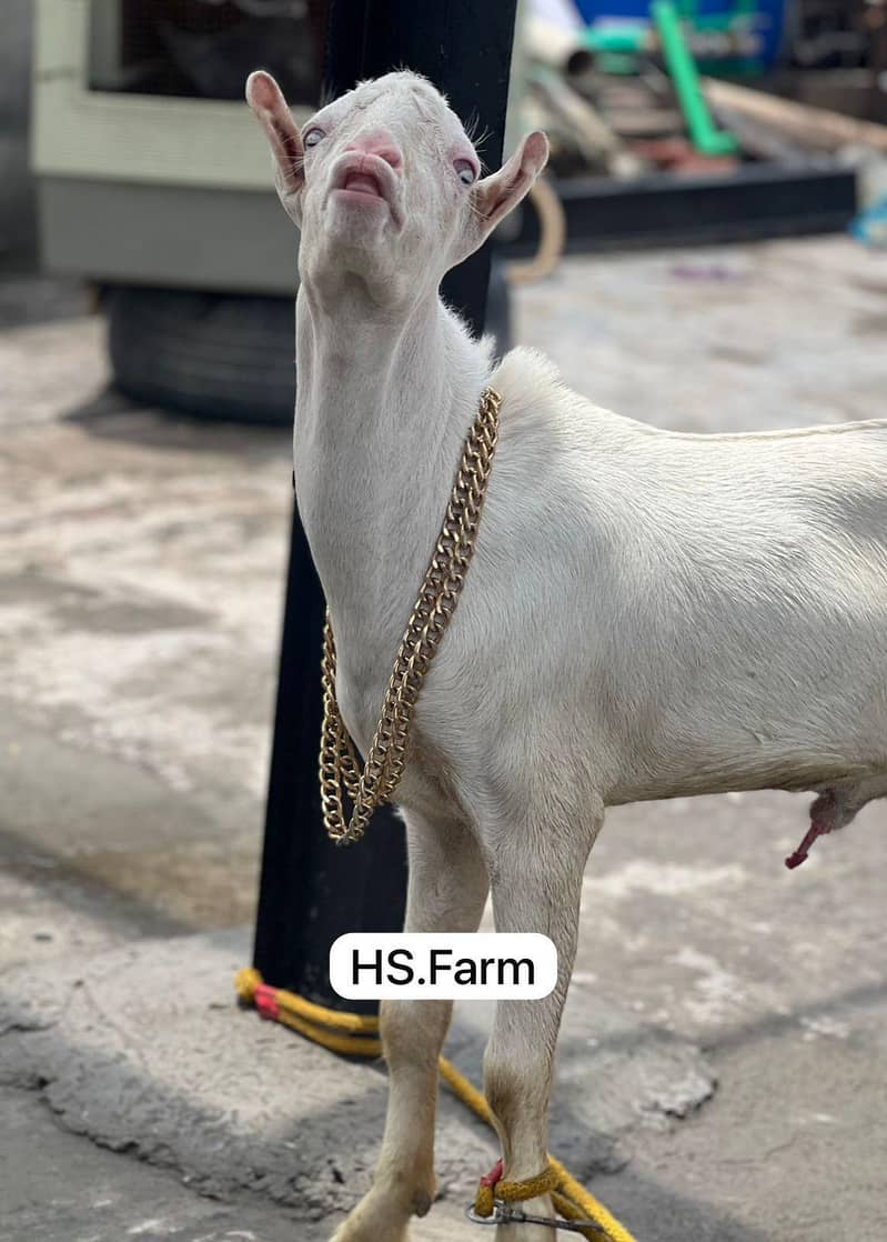 Gulabi teda breeder for sale 2