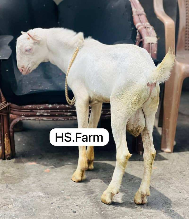 Gulabi teda breeder for sale 3