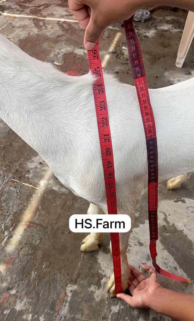Gulabi teda breeder for sale 4