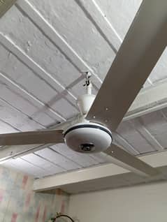 Pak fan 56"