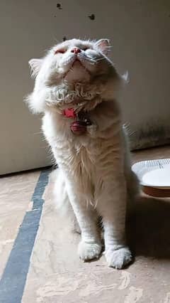 white male cat for adoption