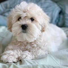 male female available