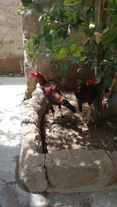aseel patha aseel murga aseel pure