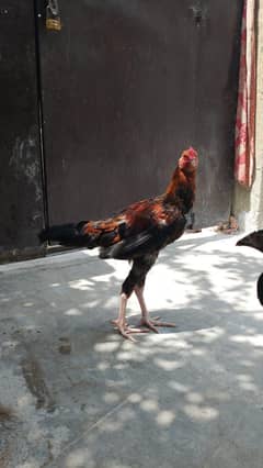aseel patha aseel murga aseel pure