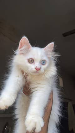 double coded hai female ke blue eyes or male ke double eyes hai