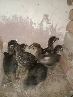 chick